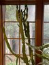 Indoor Cactus Plant Lot 1