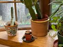 Indoor Cactus Plant Lot 1