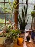 Indoor Cactus Plant Lot 2