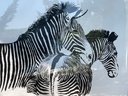 Russ Elliot Framed Zebra Print