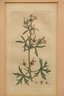 Framed Floral Botanical Print Geranium