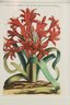 Framed Botanical Print Red Lillies