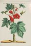 Framed Botanical Print Red Hollyhocks