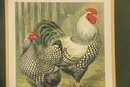 Framed Pair Of Rooster Prints 'Champion' By John Martin  Wyandottes