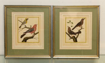 Pair Of Colored Bird Engravings