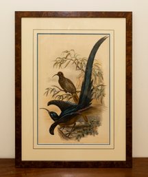 Brown Sicklebill Bird Of Paradise Framed Print