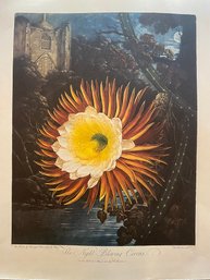 Dr. Robert John Thornton (1768-1837) Temple Of Flora- The Night Bloming Cereus