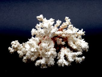 Coral Specimen