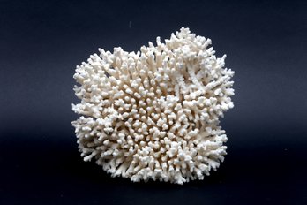 Coral Specimen