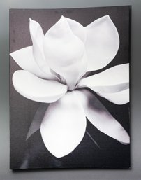 Magnolia Michael Harrison Canvas Print