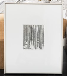 Framed Black & White Photograph Trees In Forest