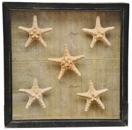 Natural Starfish Display In Shadowbox