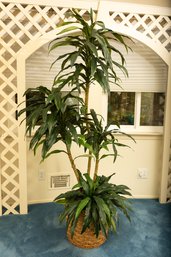 Faux Dracena Plant