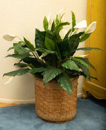 Faux Peace Lily Plant