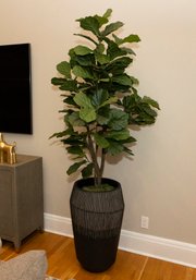 Modern Composite Planter With Faux Ficus- 7ft Tall