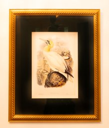 Joseph Wolf HC Richter Solan Goose Framed Print