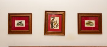 Trio Of Framed Bird Prints