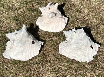 Conch Shell Lot Of 3