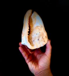 Large Shell - Collector's Item - See Additional Lots
