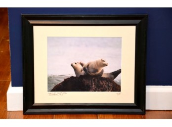 'Seal Photography' Signed And Framed