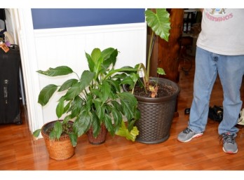 3 Indoor Plants And Planter