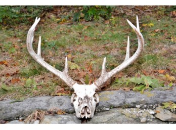 8 Point Deer Skull