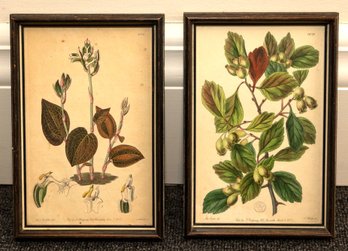 19th Century Botanical Engravings By Miss Drake-a Pair