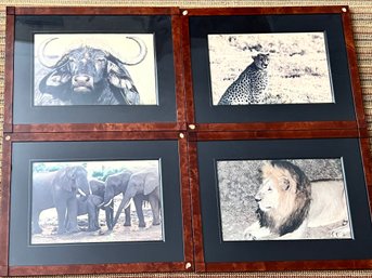 Framed Wild Animal Photos From Africa Set 4