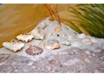 Assorted Sea Shell Grouping