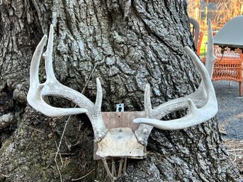 10 Point Antlers