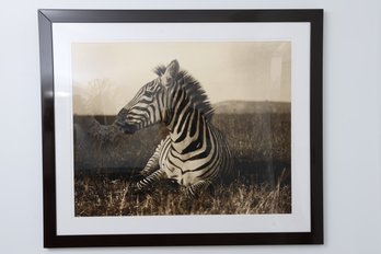 Zebra Framed Wildlife Photo Print