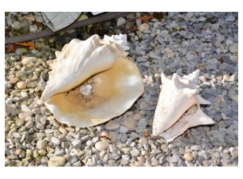 2 Big Conch Shells