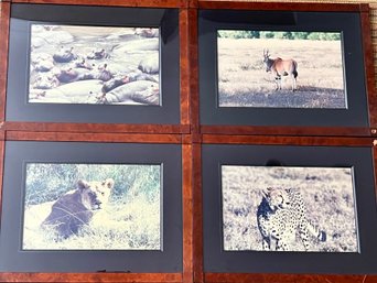 Framed Wild Animal Photos From Africa Set 3
