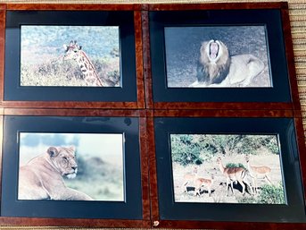 Framed Wild Animal Photos From Africa Set 1
