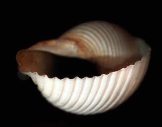 Shell & Coral Museum Quality Collection