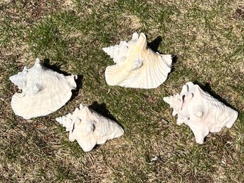 Conch Shell Lot Of 4