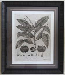 The Chestnut Tree Framed Print