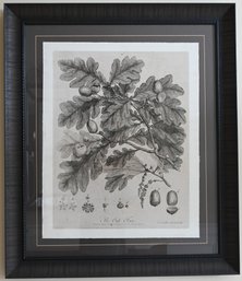 The Oak Tree Framed Print