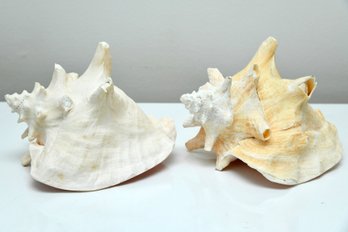 Pair Of Conch Shells