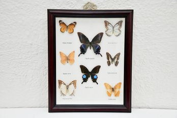 Preserved Butterfly Framed Display