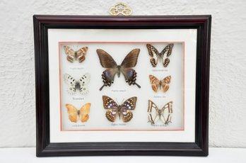 Preserved Butterfly Display
