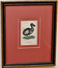 The Dronte Dodo Bird Print Early 19th Century