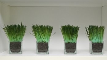 Lemon Grass Faux Display