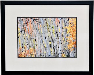 Signed And Numbered Birch Trees Photograph