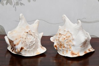 Large Conch Shells- A Pair