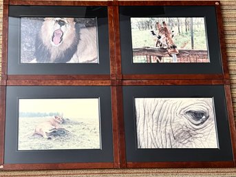 Framed Wild Animal Photos From Africa Set 5