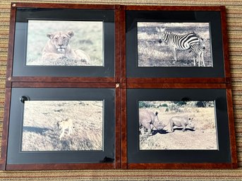 Framed Wild Animal Photos From Africa  Set 2