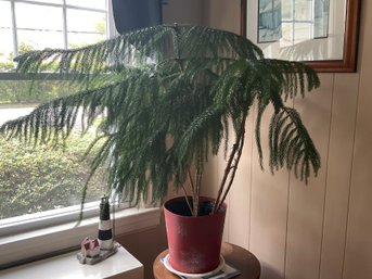 Live Pine Plant