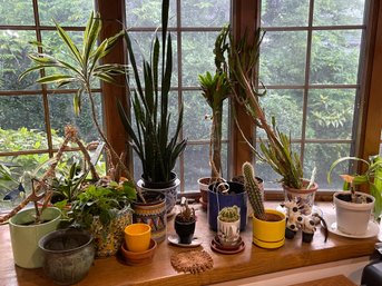 Indoor Cactus Plant Lot 2