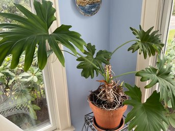 Split Leaf Philodendron Live Plant